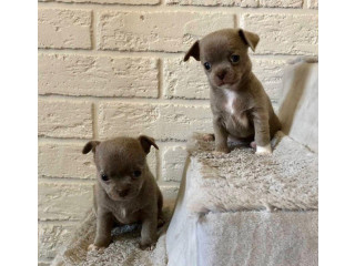 Chichuachua puppies