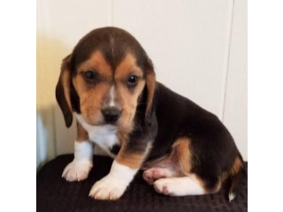 Beagle puppies